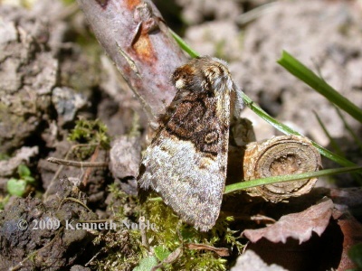 nut-tree tussock (Colocasia coryli) Kenneth Noble